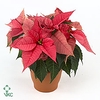 poinsettia xmas feelings roze