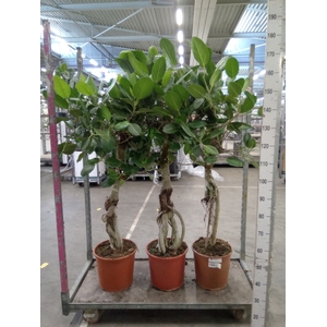 Ficus benghalensis 'Audrey'