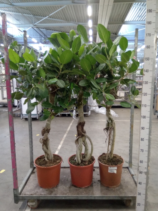 <h4>Ficus benghalensis 'Audrey'</h4>