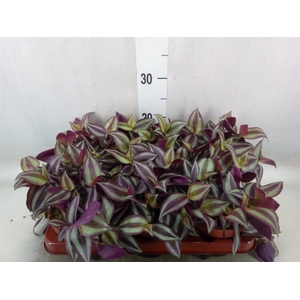Tradescantia zebr. 'Violet Hill'
