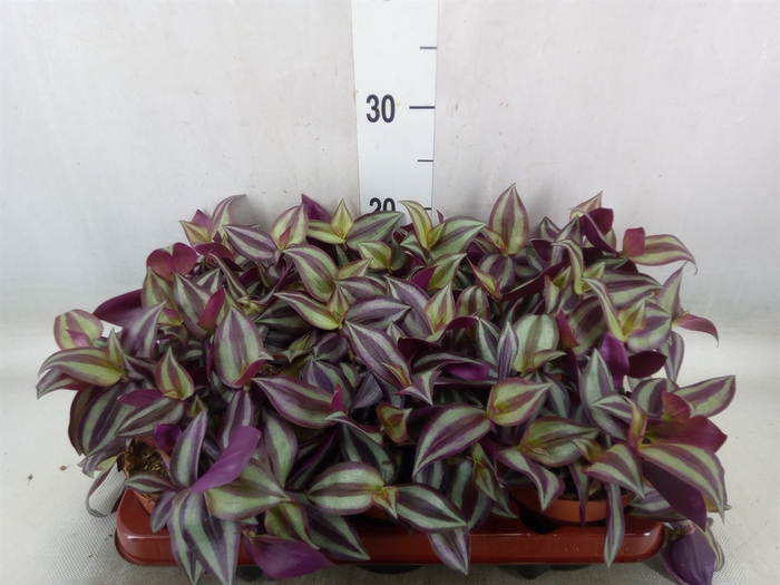 <h4>Tradescantia zebr. 'Violet Hill'</h4>