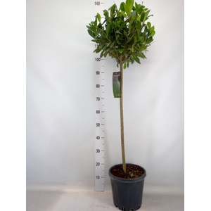 Laurus nobilis