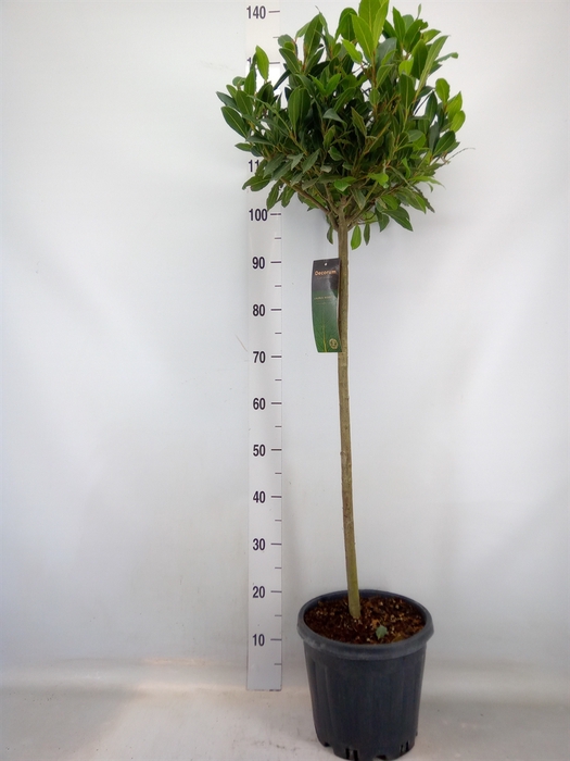 <h4>Laurus nobilis</h4>