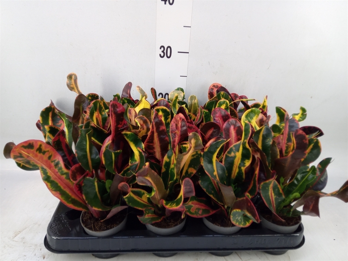<h4>Codiaeum var. GR 'Mammi'</h4>