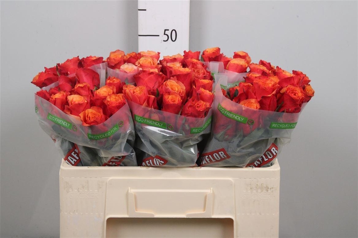 <h4>R Gr Espana</h4>