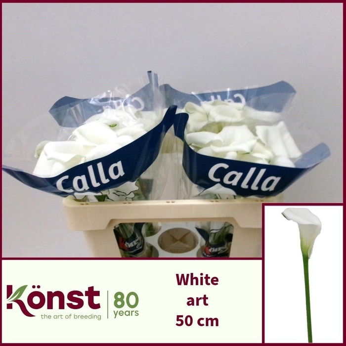 <h4>ZANT WHITE ART</h4>