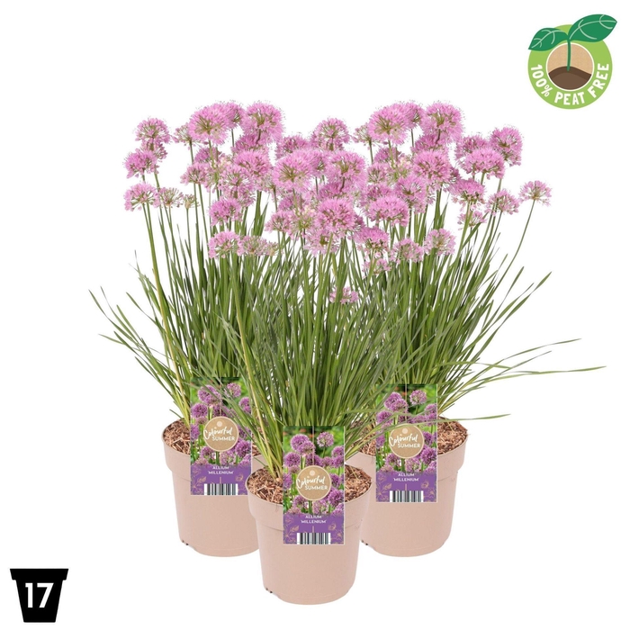 <h4>Allium Millenium</h4>