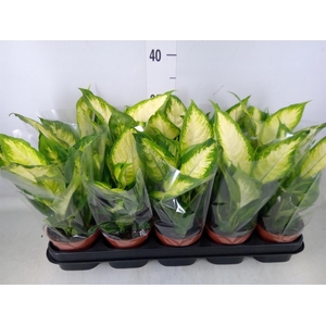 Dieffenbachia  'Camilla'