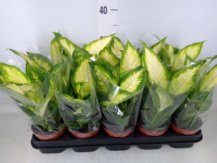 <h4>Dieffenbachia  'Camilla'</h4>