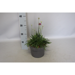 vaste planten 19 cm  Armeria pseudarmeria Ballerina Purple Rose