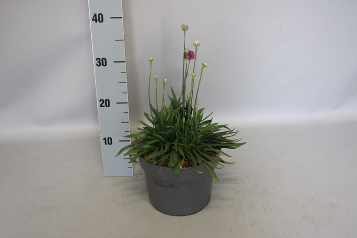 vaste planten 19 cm  Armeria pseudarmeria Ballerina Purple Rose