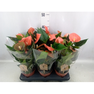 Anthurium andr. 'FC Alegria'