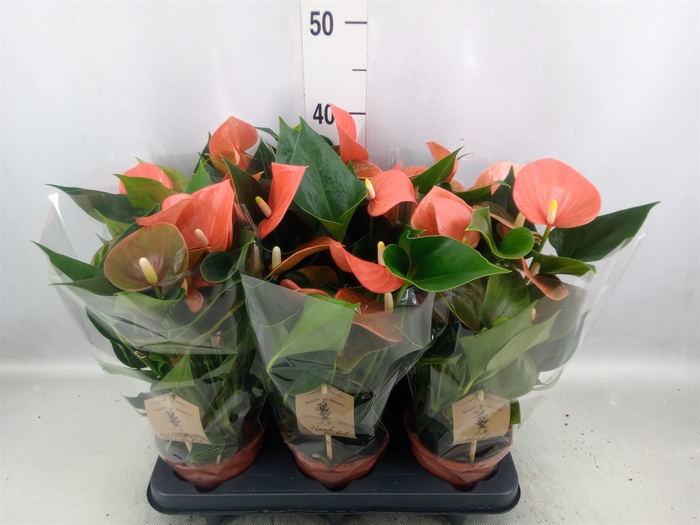 <h4>Anthurium andr. 'FC Alegria'</h4>