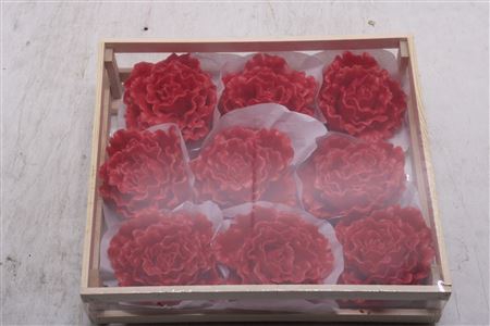 <h4>Wax Pioen Rood</h4>