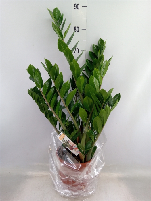 <h4>Zamioculcas zamiifolia</h4>