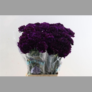 Di St Florigene Moonvista