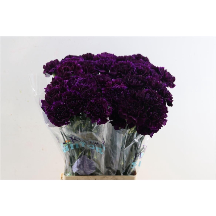 <h4>Di St Florigene Moonvista</h4>