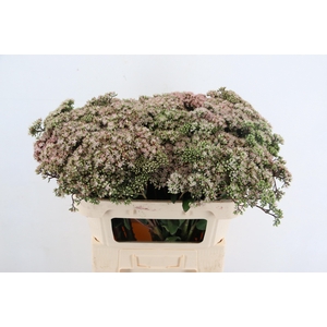 SEDUM MATRONA 070CM