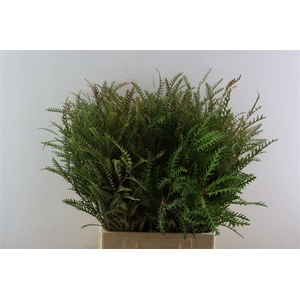 Grevillea Ivanhoe 70cm S A