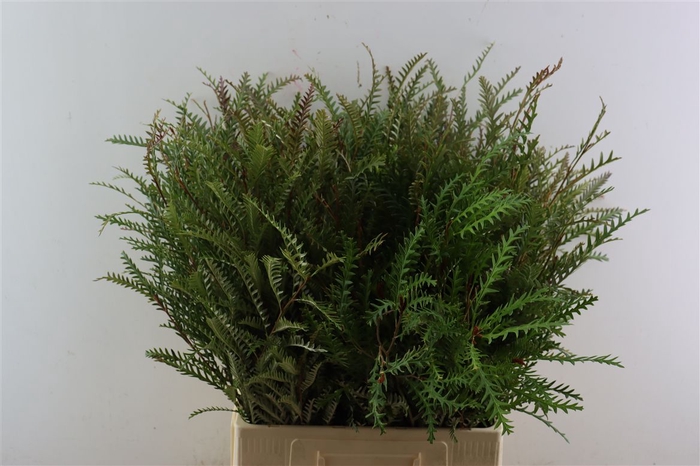 <h4>Grevillea Ivanhoe 70cm S A</h4>