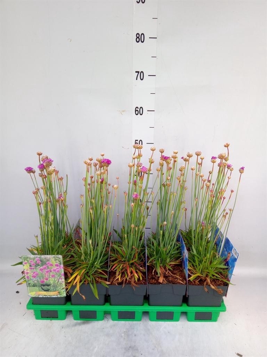 <h4>Armeria pseud.</h4>