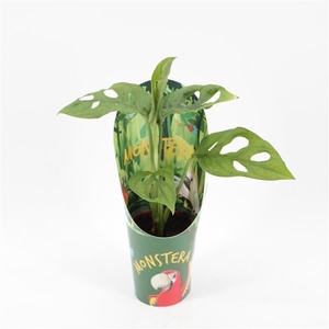 Monstera Monkey Leaf Mini in Potcover