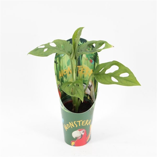 <h4>Monstera Monkey Leaf Mini in Potcover</h4>