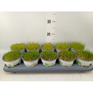 Hordeum sp.   ...kattegras zaai
