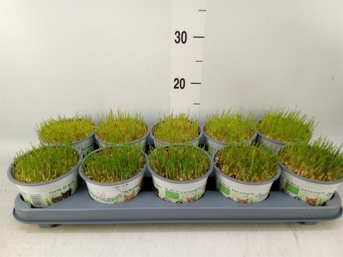 <h4>Hordeum sp.   ...kattegras zaai</h4>