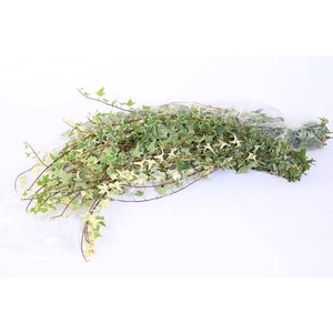 Hedera Rank Strings Green White