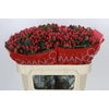 Hypericum True Romance