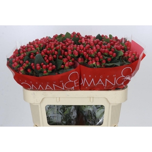 Hypericum True Romance