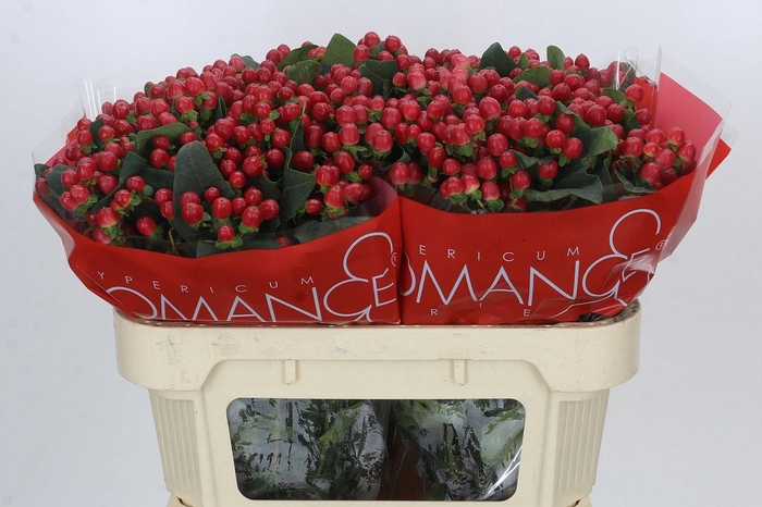 <h4>Hypericum True Romance</h4>