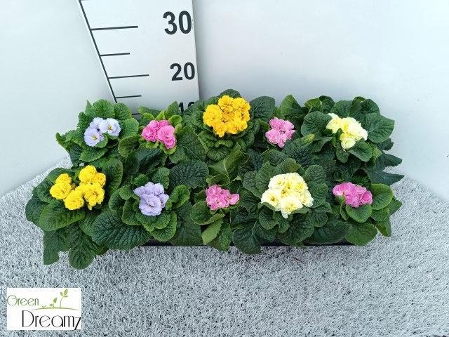 <h4>PRIM AC GEM</h4>