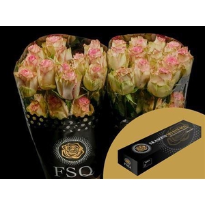 R Gr Esperance Box