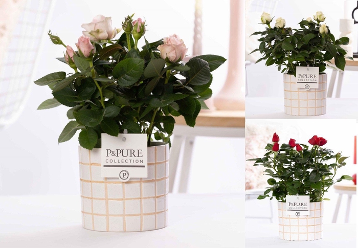 <h4>Rosa gemengd in P&PURE Tirza ceramics</h4>
