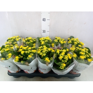 Kalanchoe blos. 'RosDon Amaril'