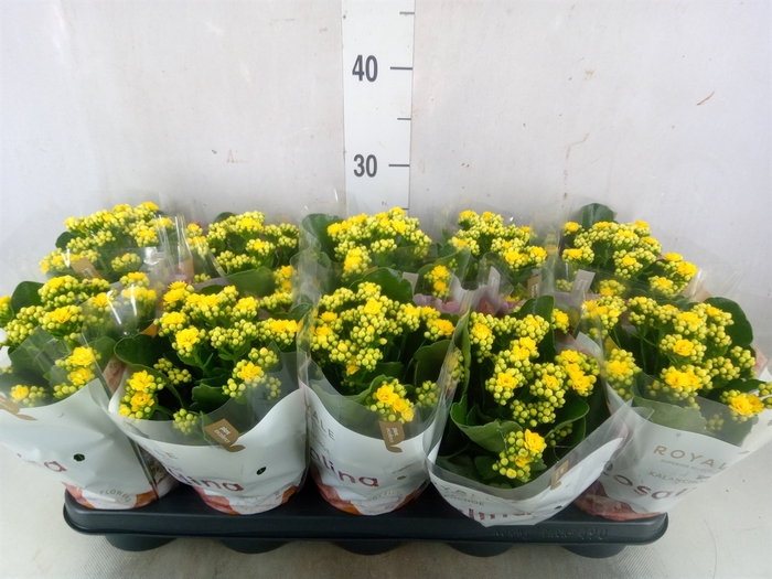 <h4>Kalanchoe blos. 'RosDon Amaril'</h4>