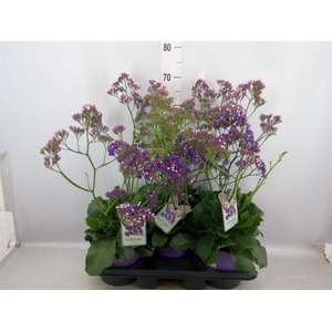 Limonium  'Salt Lake'