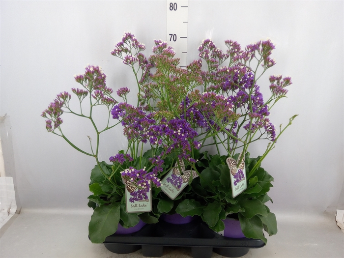 Limonium  'Salt Lake'