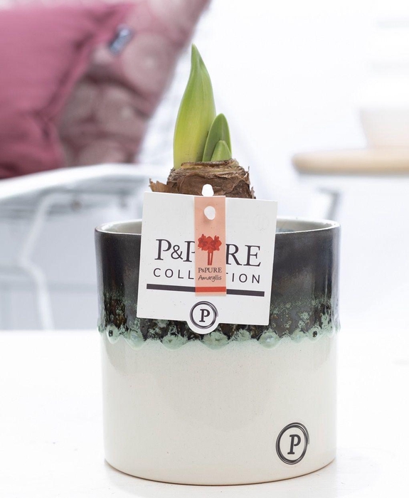 <h4>Hippeastrum red in P&PURE Illusion cer. perfectly imperfectable</h4>