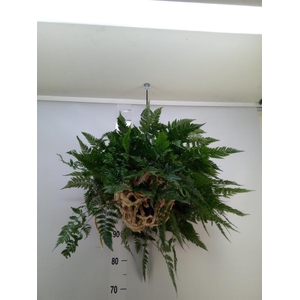 Humata griffithiana var. tyermannii