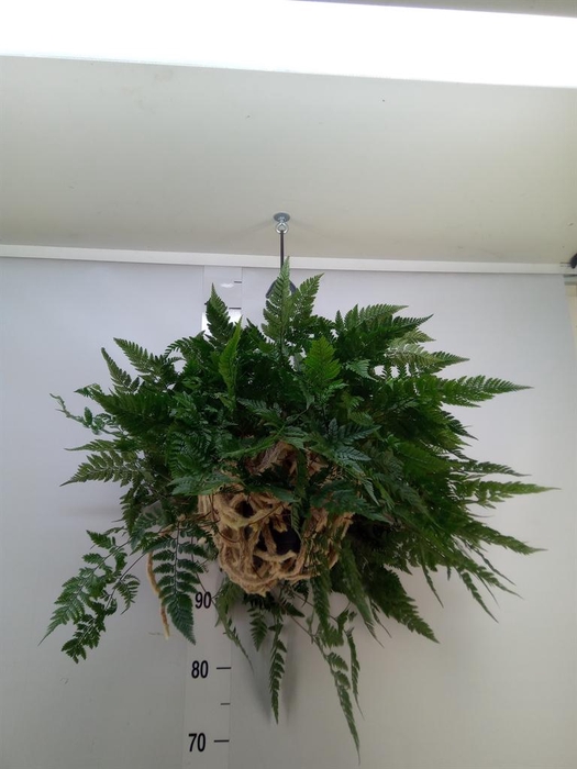 <h4>Humata griffithiana var. tyermannii</h4>