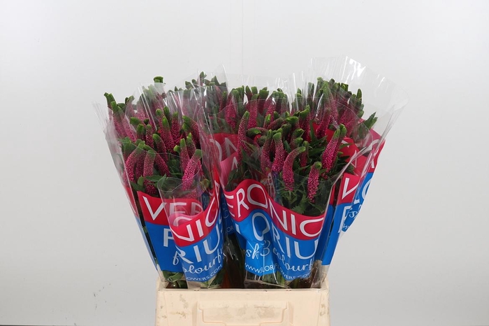 <h4>Veron Smart Iselle</h4>