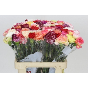 Dianthus St Rainbow