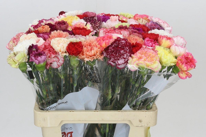 <h4>Dianthus St Rainbow</h4>