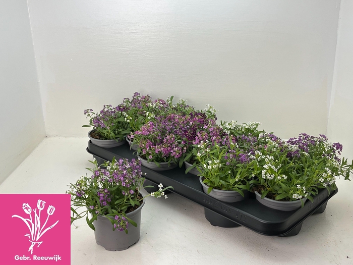 <h4>LOBULARIA OV</h4>