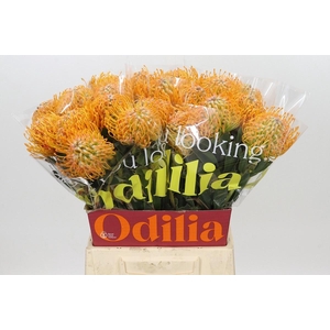 LEUCO SOLEIL