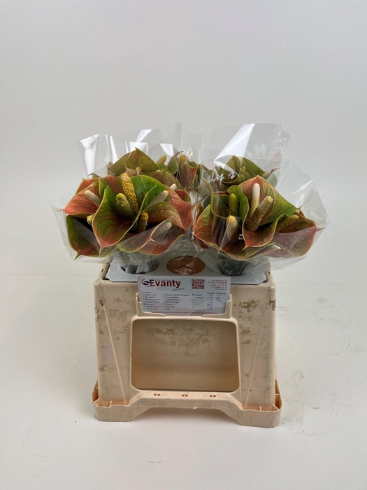 <h4>ANTH A PEACHY LOVE</h4>