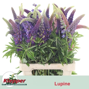 LUPINUS